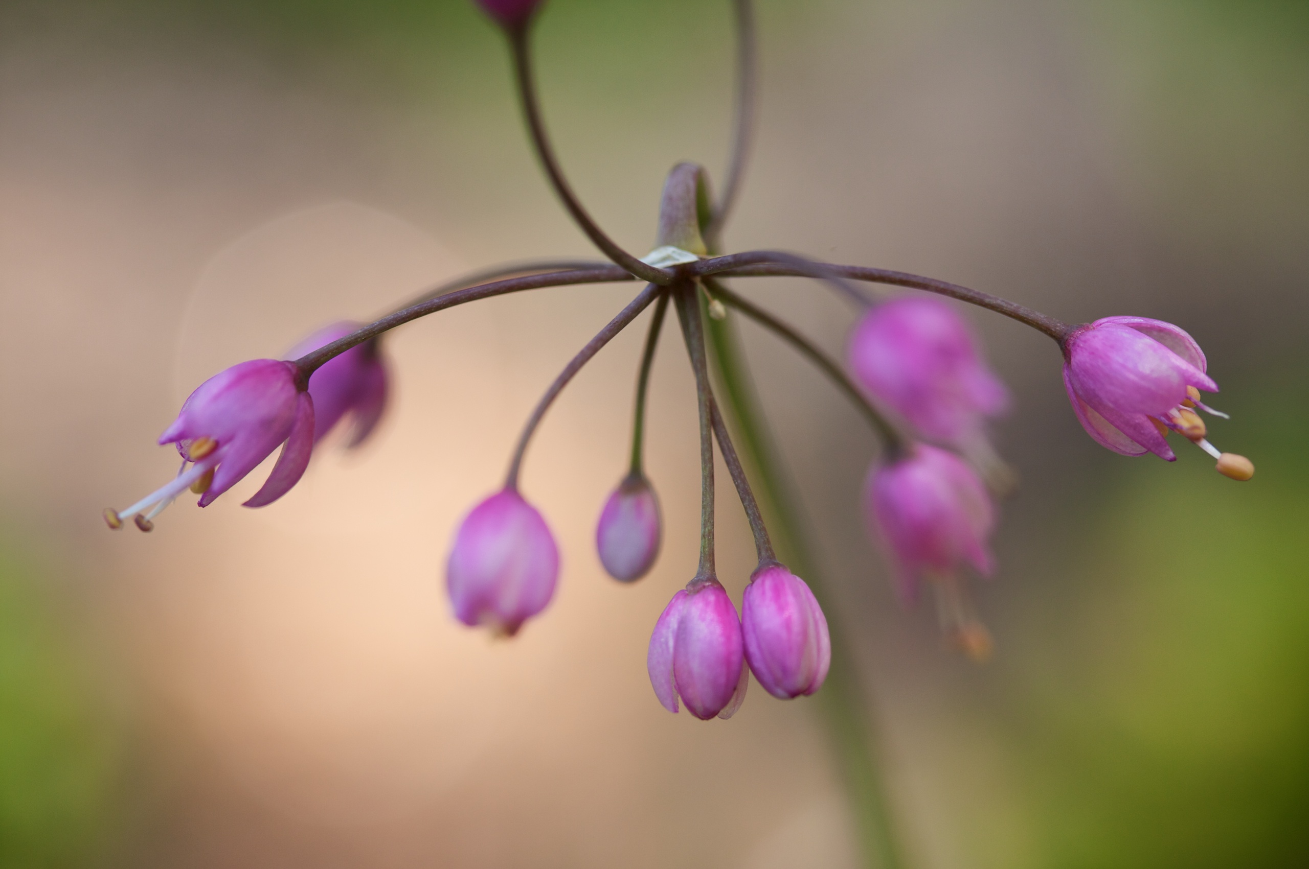 The Flowers in Christ’s Wounds