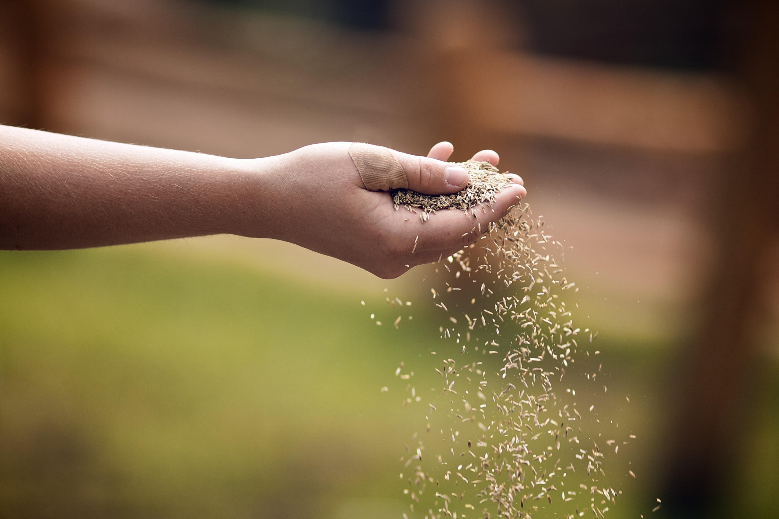 Seeds and Harvest