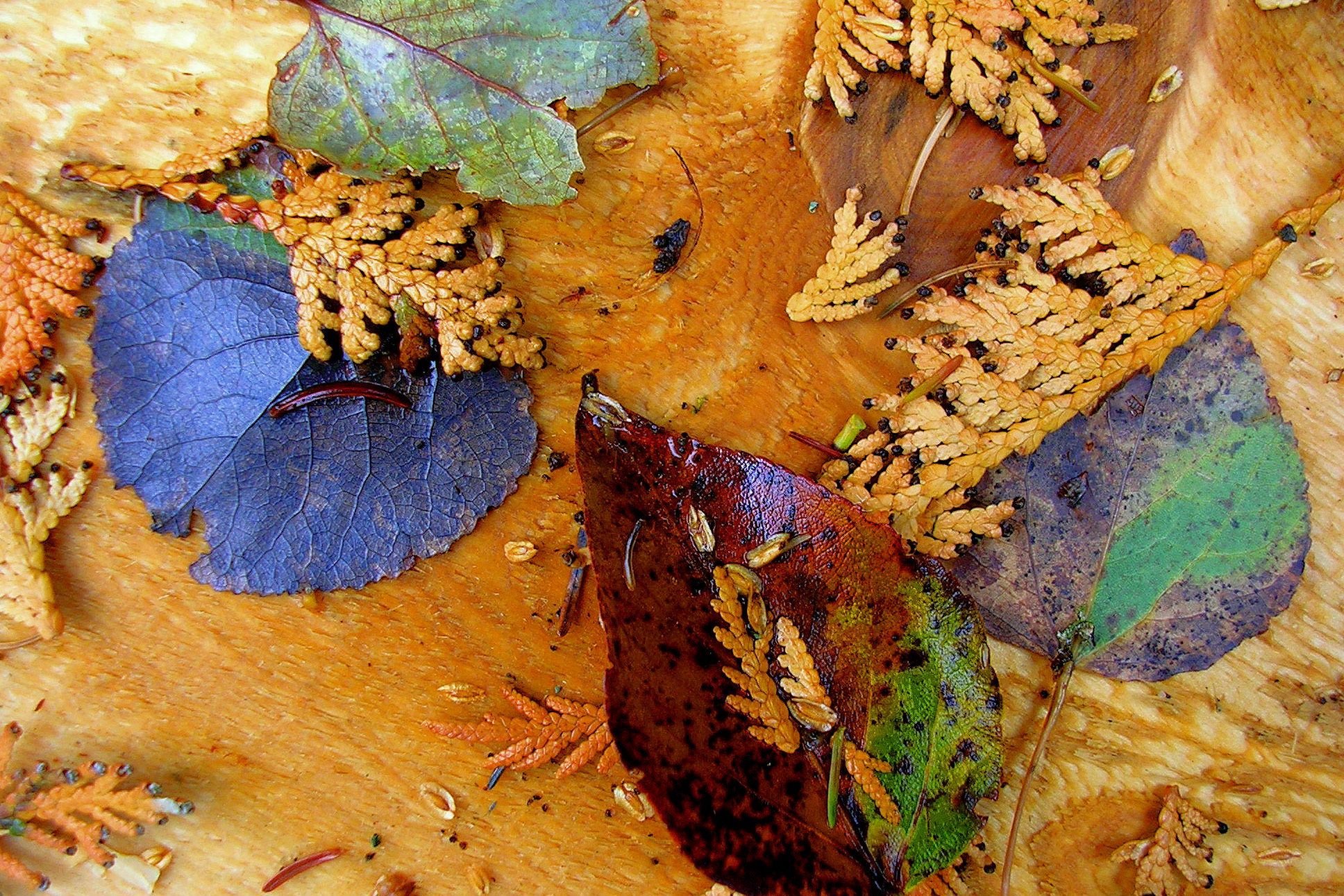 Giving Thanks When Your Heart Aches